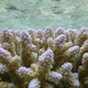 A coral colony at One Tree Island, where the new experiment was conducted.